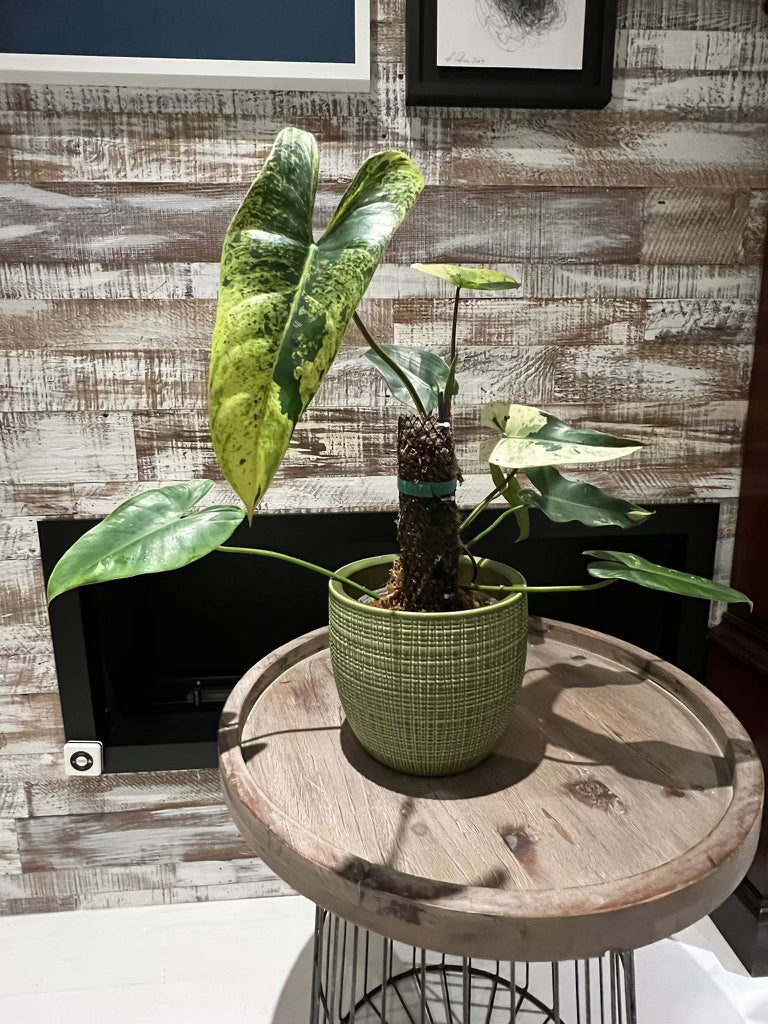 Philodendron ilsemanii | Shares