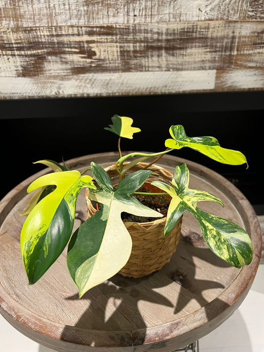 Philodendron Florida Beauty | Shares