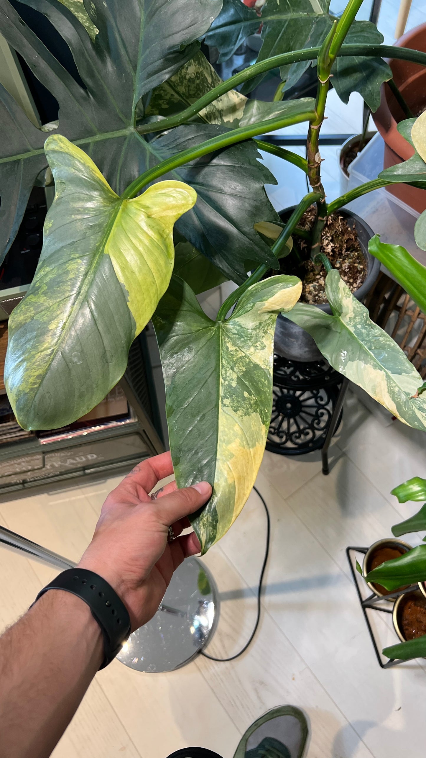 Philodendron hastatum 'Silver Sword' variegata | Shares