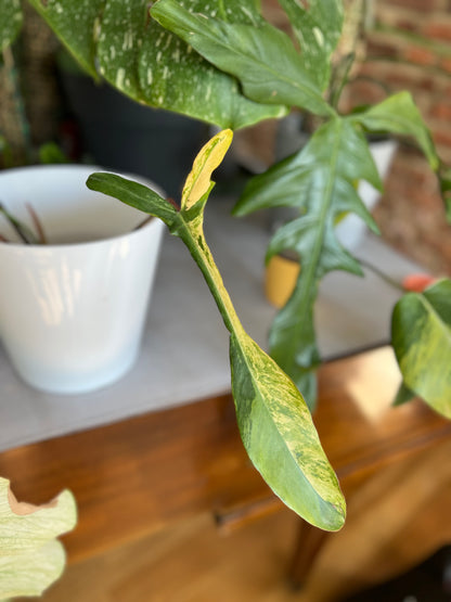 Philodendron joepii variegata | Juvenile | Shares