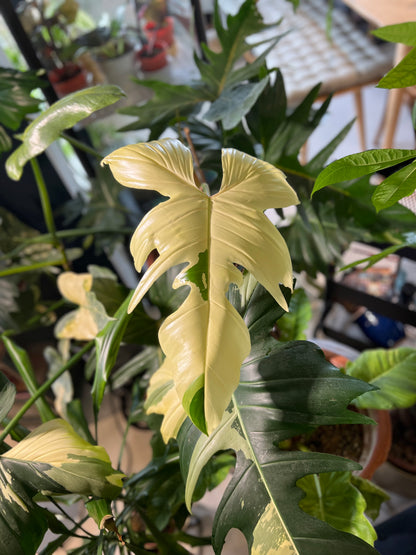 Philodendron Golden Dragon Variegata | Shares