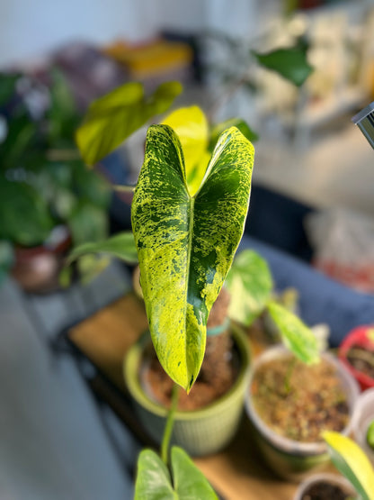 Philodendron ilsemanii | Shares