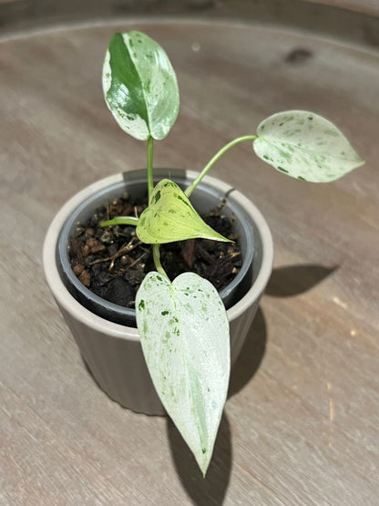 Philodendron ilsemanii | Shares