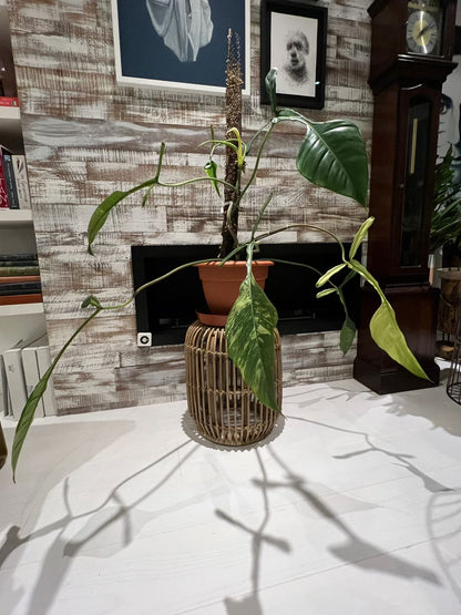Philodendron joepii variegata | Large | Shares