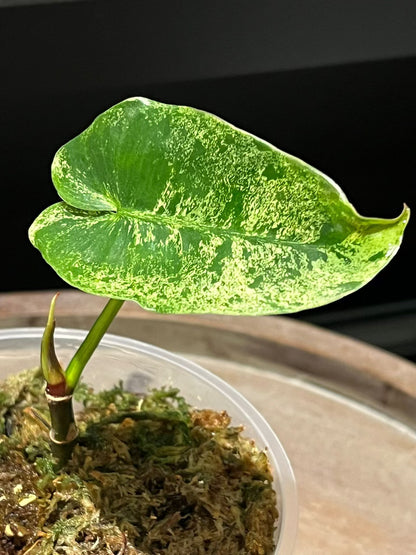 Philodendron ilsemanii | Shares