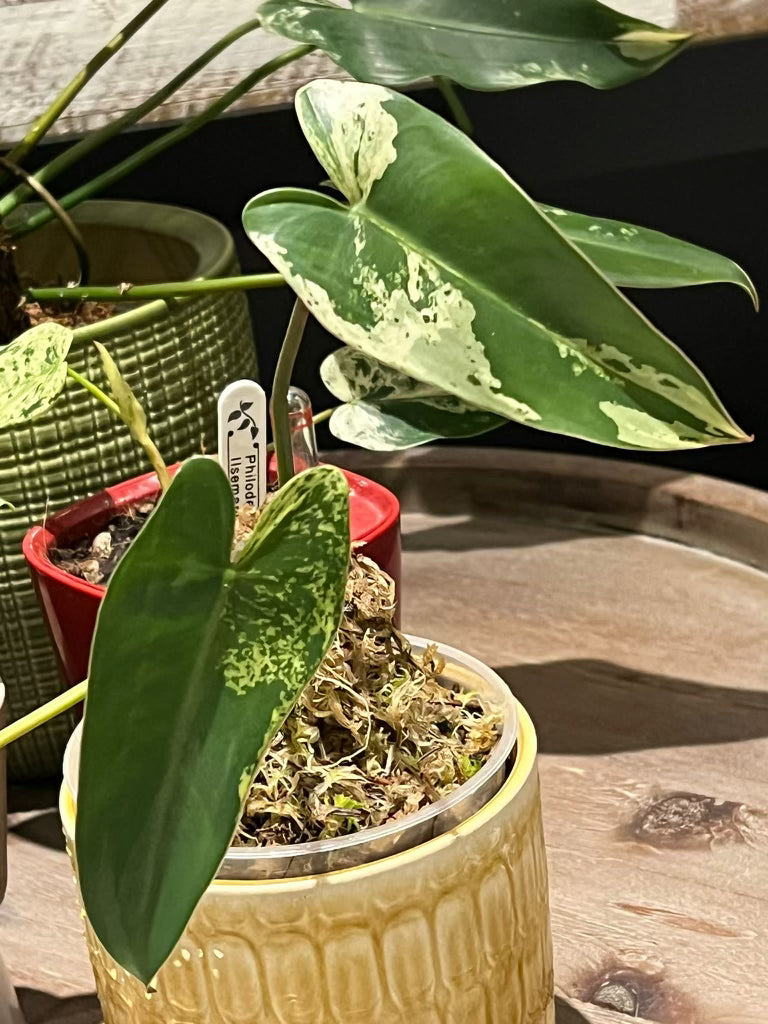 Philodendron ilsemanii | Shares